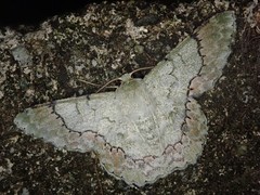 Pingasa ruginaria pacifica