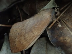 Dendrolimus punctata