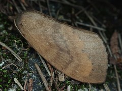 Dendrolimus punctata