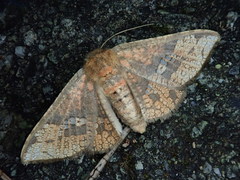 Canaea ryukyuensis