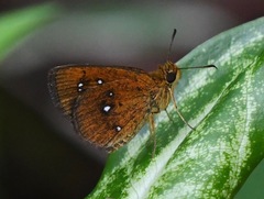 Iambrix salsala salsala