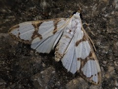Cirrhochrista kosemponialis