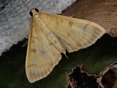 Pleuroptya punctimarginalis