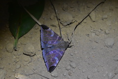 Pindara illibata