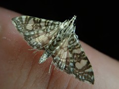 Glyphodes onychinalis