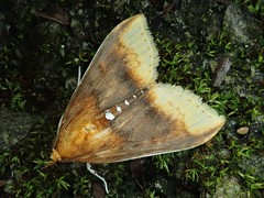 Lipararchis tranquillalis