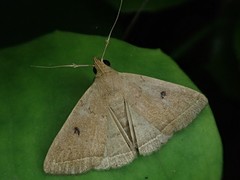 Simplicia discosticta
