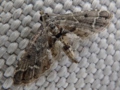 Sufetula sunidesalis