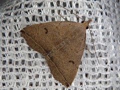 Zanclognatha yaeyamalis