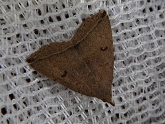 Zanclognatha yaeyamalis