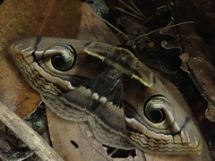 Spirama helicina