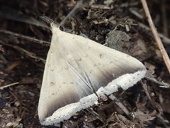 Simplicia mistacalis