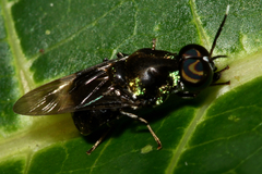 Isomerocera quadrilineata