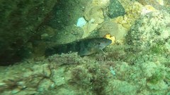 Labrisomus nuchipinnis