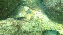 Labrisomus nuchipinnis