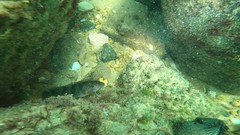 Labrisomus nuchipinnis