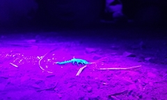 Serradigitus gertschi