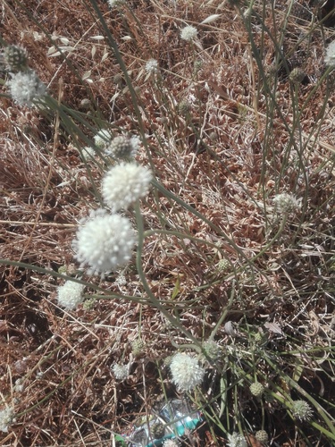 Cedarberg Mock Scabious (Cephalaria decurrens)