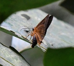 Bibasis harisa consobrina