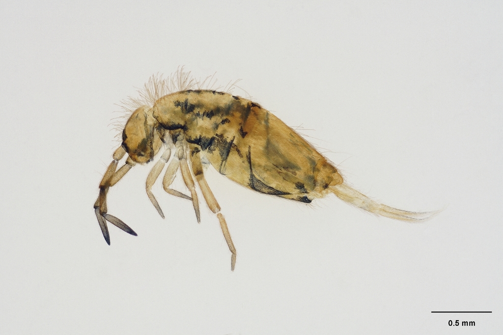 Entomobrya auricorpa