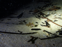 Heteroscarus acroptilus