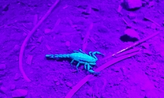 Serradigitus gertschi