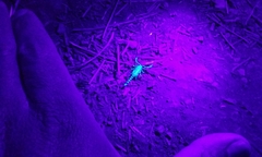 Serradigitus gertschi