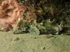 Aploactisoma milesii