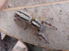 Mopsolodes australensis