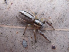 Mopsolodes australensis