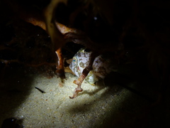 Scobinichthys granulatus