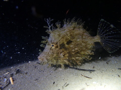Chaetodermis penicilligerus
