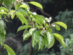 Artocarpus hypargyreus