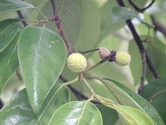 Artocarpus hypargyreus