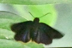 Bibasis harisa consobrina