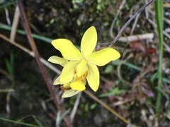 Spathoglottis pubescens