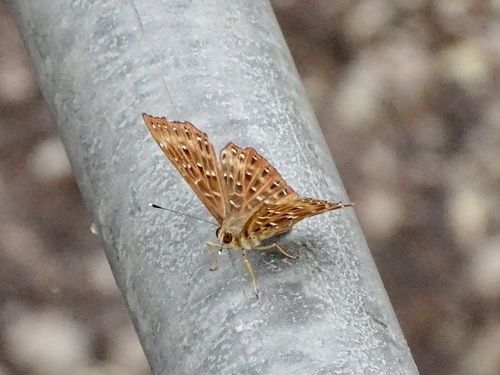 Punchinello photo 3