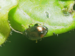 Epitrix atropae