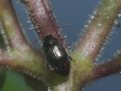 Epitrix atropae