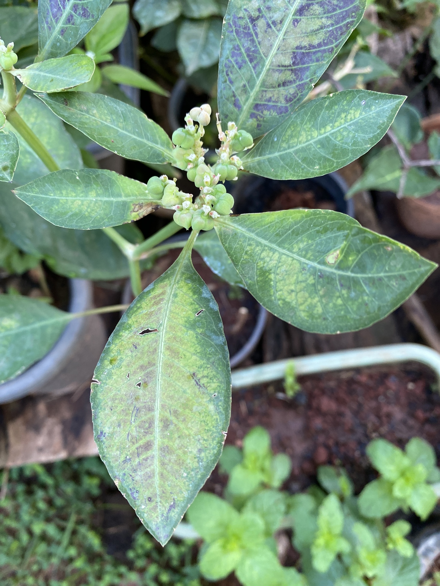 Euphorbia heterophylla