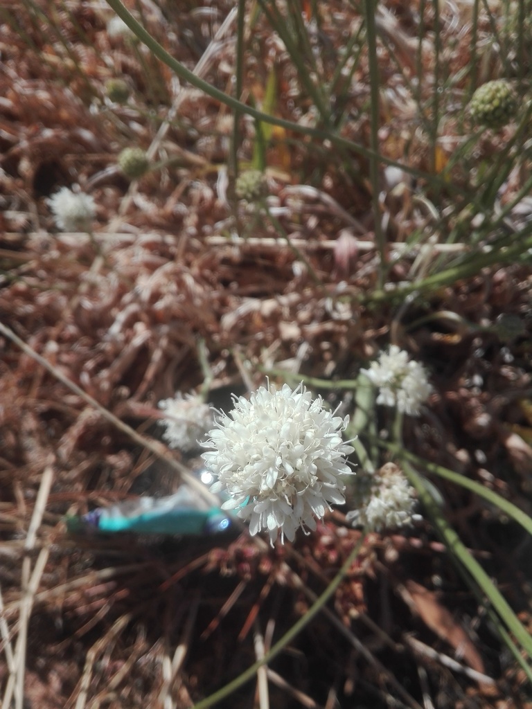 Cedarberg Mock Scabious