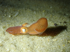 Sepiadarium austrinum