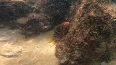 Labrisomus nuchipinnis