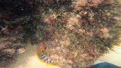 Labrisomus nuchipinnis