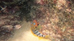 Labrisomus nuchipinnis