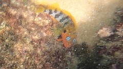 Labrisomus nuchipinnis