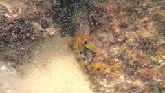 Labrisomus nuchipinnis
