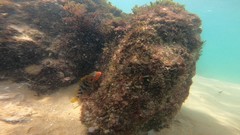 Labrisomus nuchipinnis