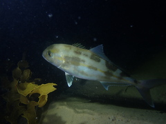 Seriola hippos