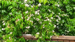 Syzygium zeylanicum